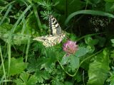 via-alpina-été-0213