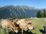 via-alpina-été-0026