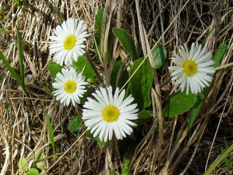 image51.jpg